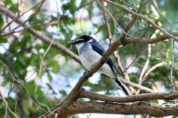 リュウキュウサンショウクイ 権現山(弘法山公園) 2023年1月7日(土)