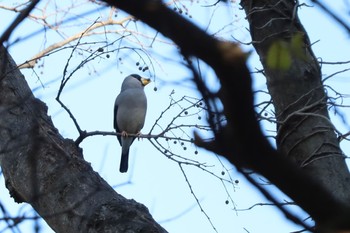 イカル 権現山(弘法山公園) 2023年1月7日(土)