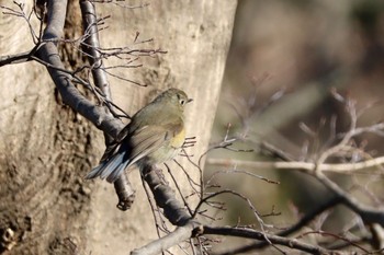 ルリビタキ 権現山(弘法山公園) 2023年1月7日(土)