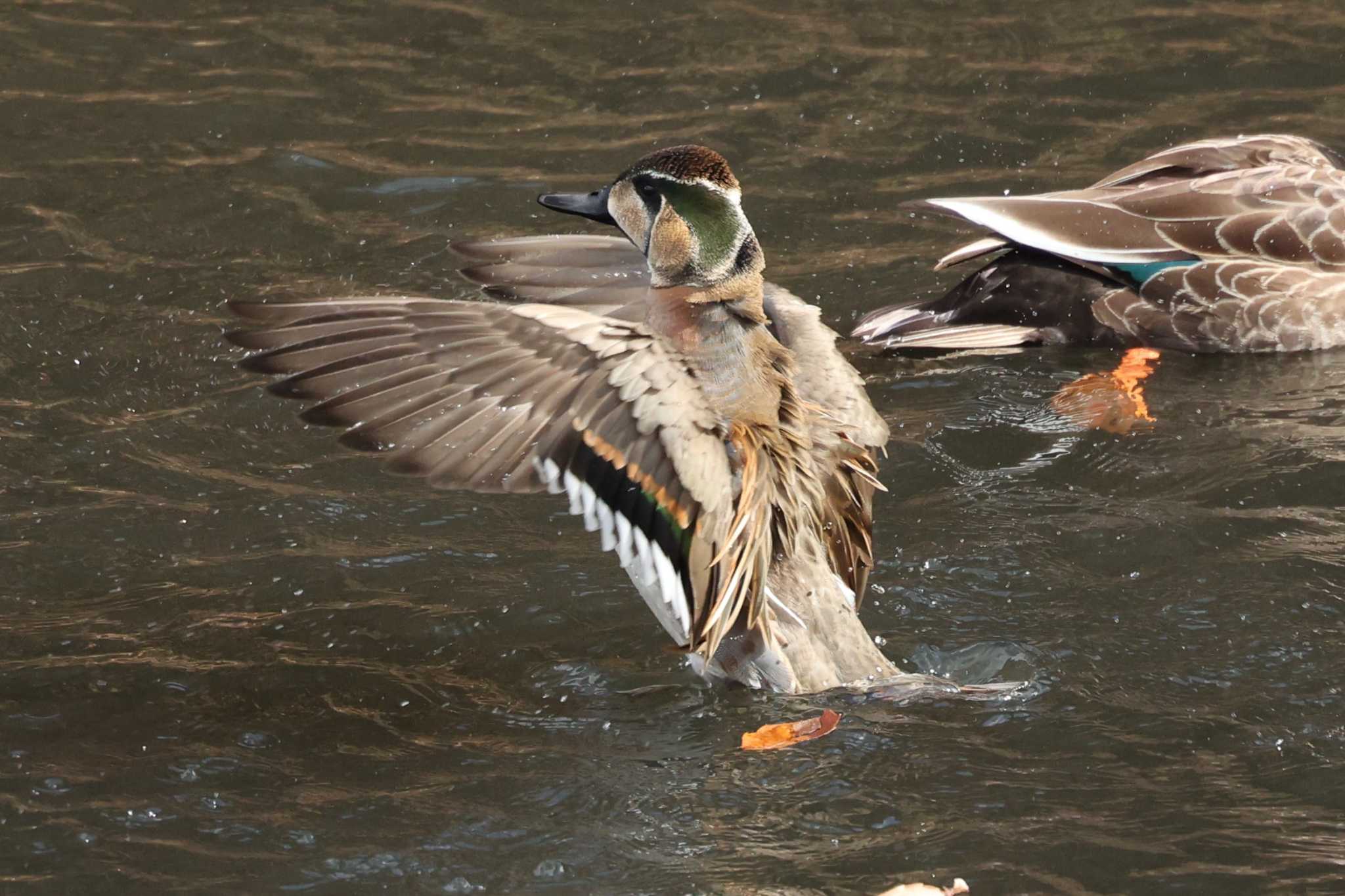 Photo of Baikal Teal at 今城塚古墳 by トビトチヌ