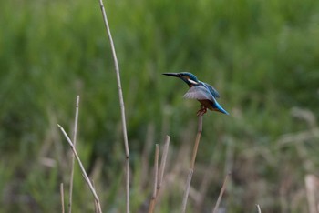 カワセミ 泉の森公園 2018年3月24日(土)