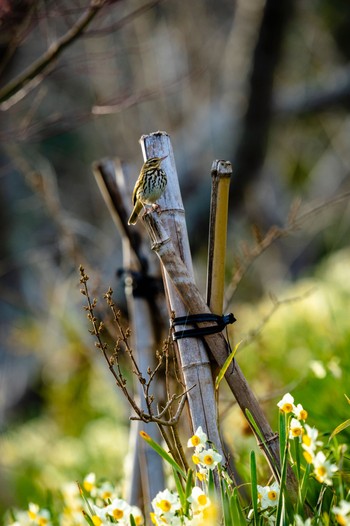 Thu, 1/5/2023 Birding report at 佐久間ダム湖親水公園