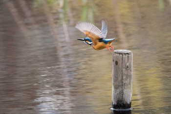 カワセミ 泉の森公園 2018年3月24日(土)