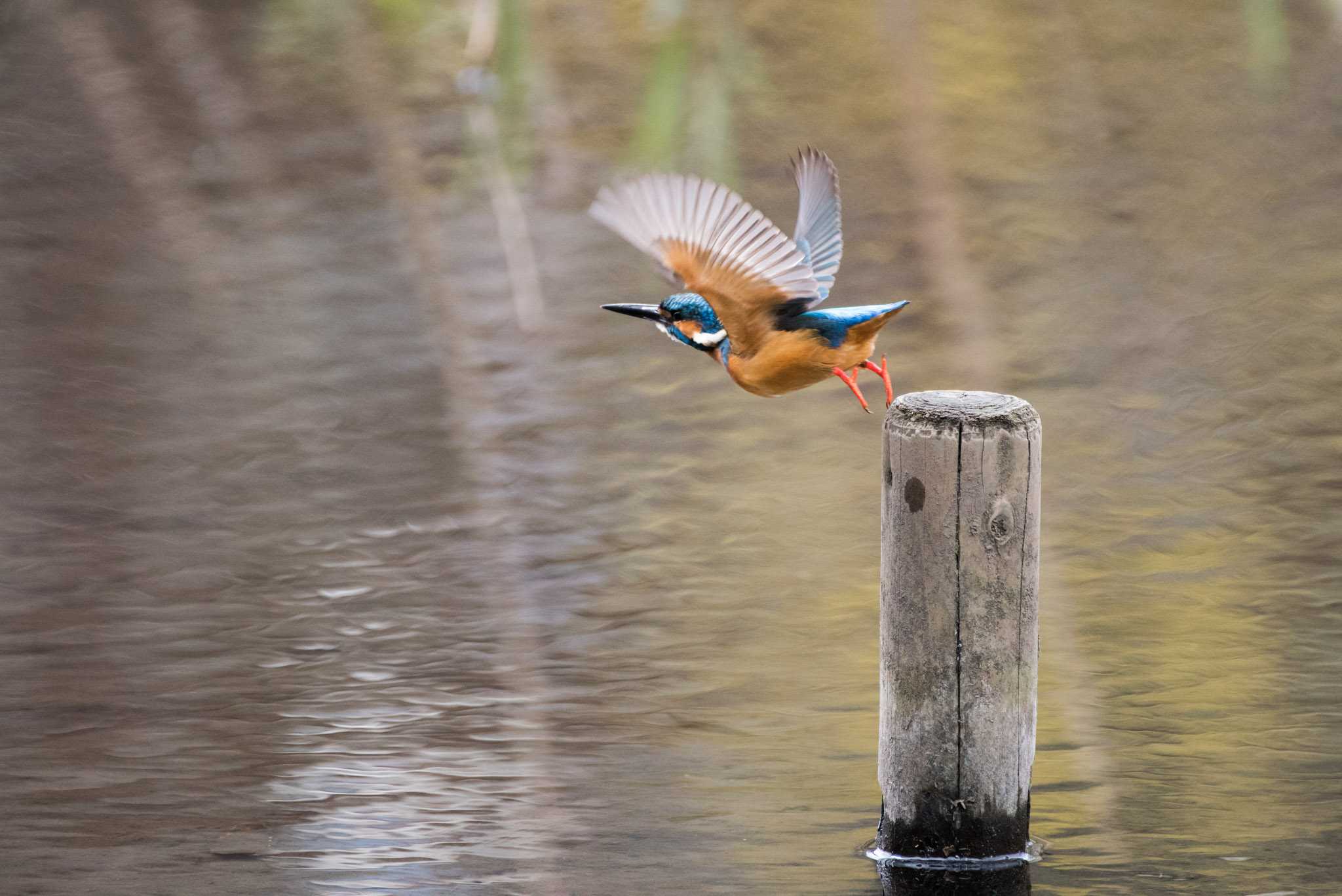 Photo of Common Kingfisher at 泉の森公園 by ninjya