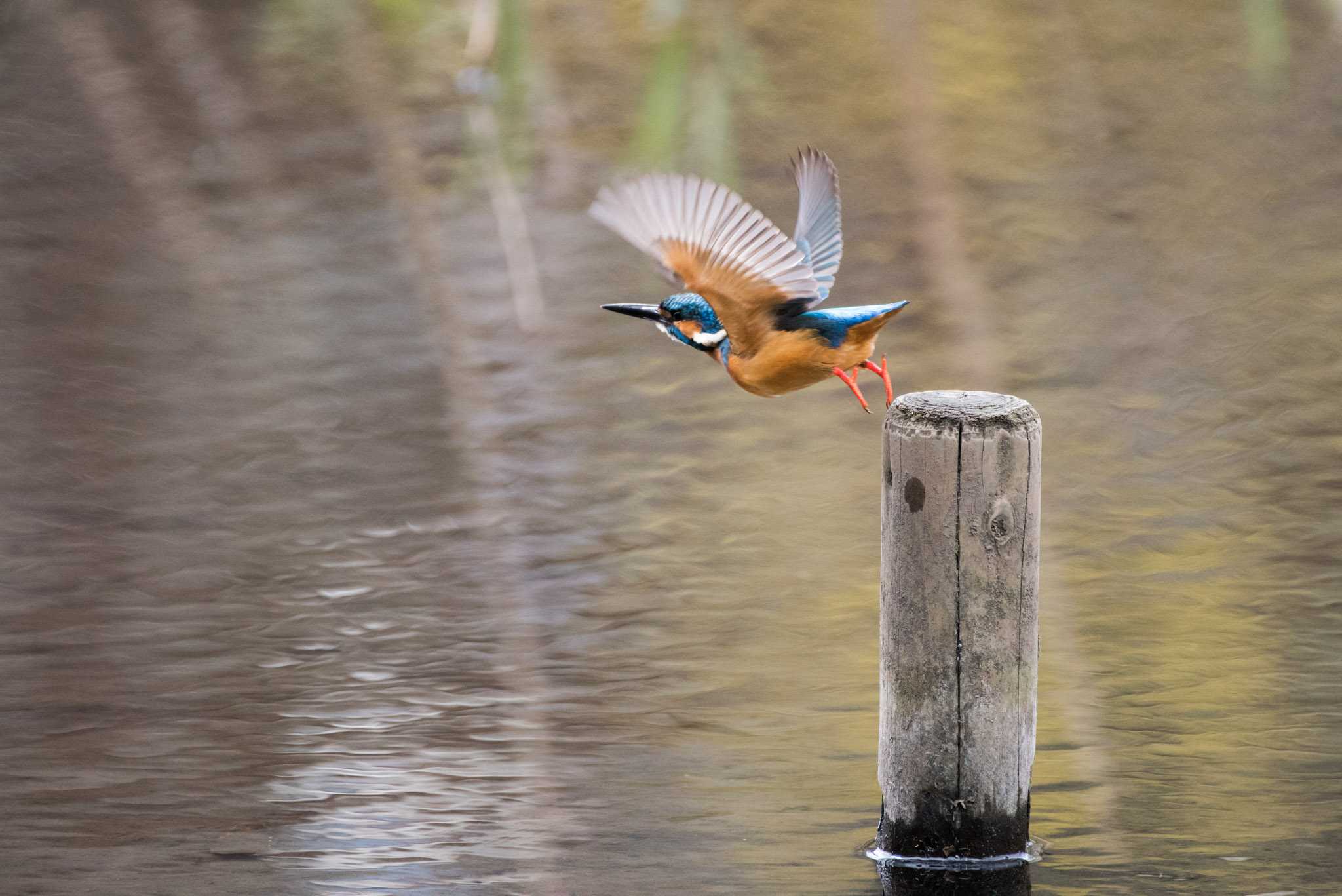 Common Kingfisher