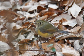 Sun, 1/1/2023 Birding report at 小幡緑地