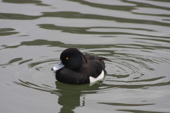 キンクロハジロ 薬師池公園 2018年3月23日(金)