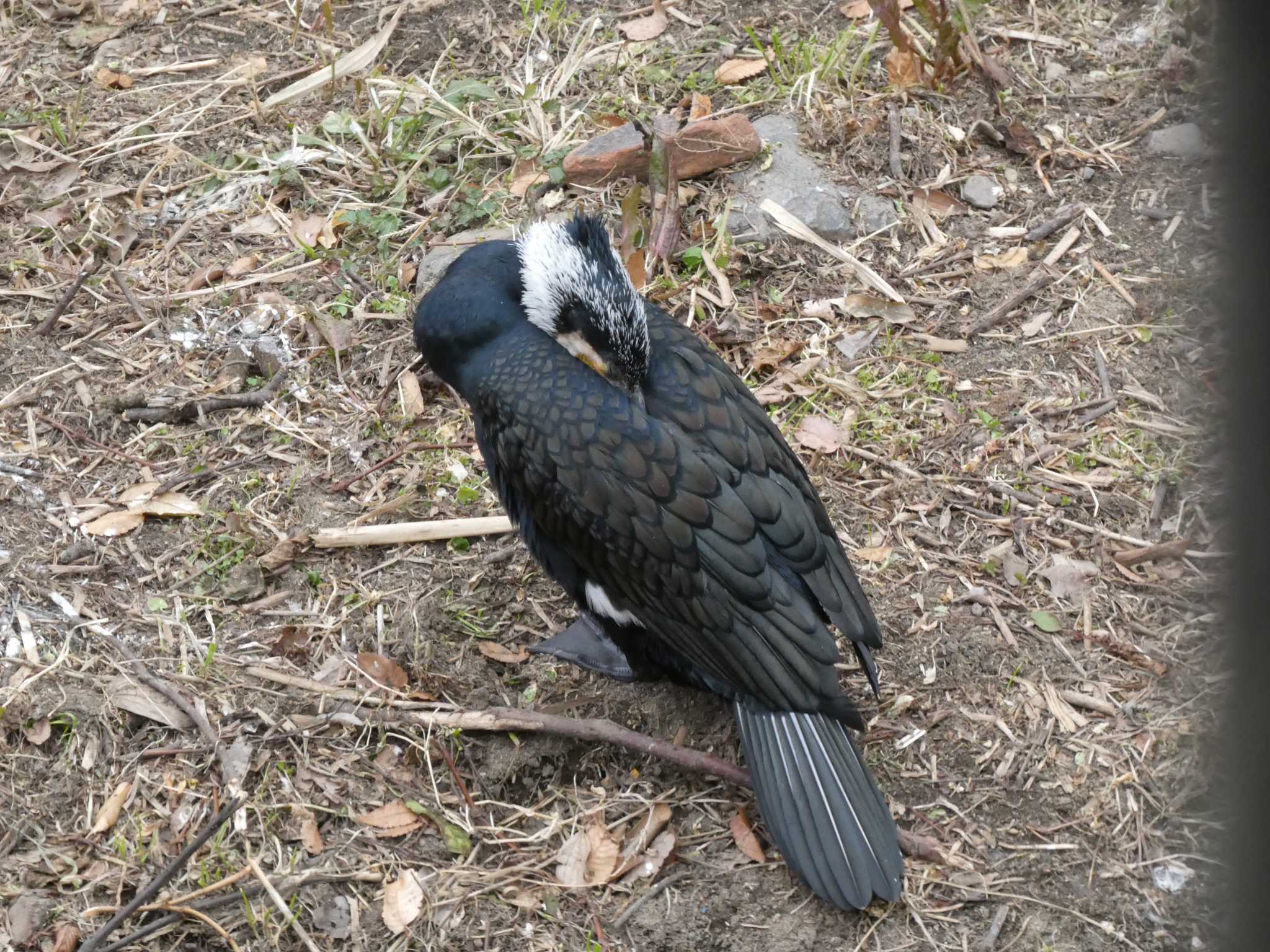 都立祖師谷公園 カワウの写真 by かせん