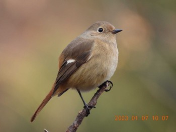 Daurian Redstart 月見の森(岐阜県) Sat, 1/7/2023