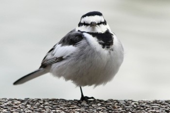 White Wagtail 橿原神宮 Fri, 1/6/2023