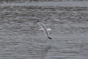 Vega Gull 多摩川二ヶ領宿河原堰 Sat, 3/24/2018