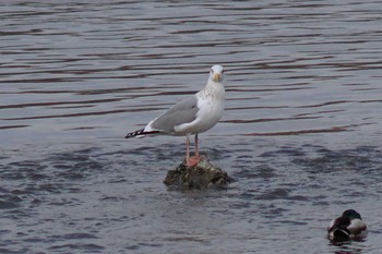 Vega Gull 多摩川二ヶ領宿河原堰 Sat, 3/24/2018