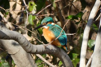 Common Kingfisher 北区 こどもの水辺 (東京都) Mon, 1/2/2023