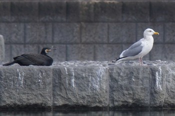 セグロカモメ 多摩川二ヶ領宿河原堰 2018年3月24日(土)