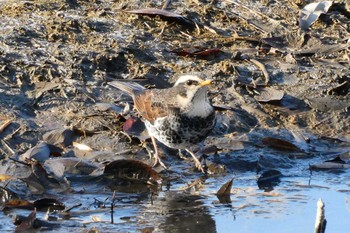 Dusky Thrush 北区 こどもの水辺 (東京都) Mon, 1/2/2023