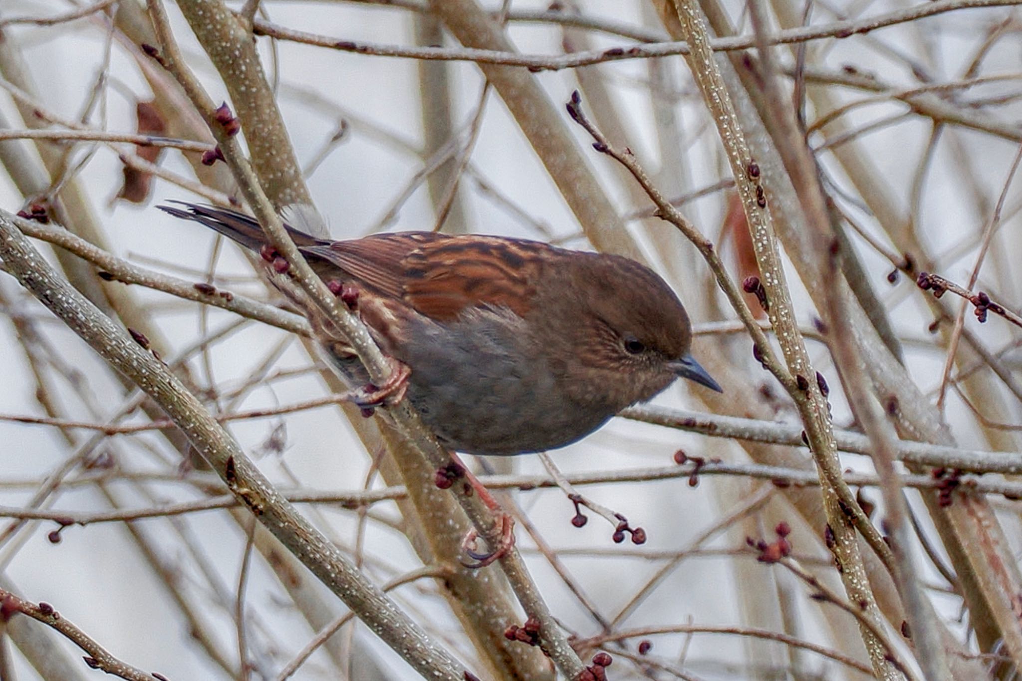 Japanese Accentor