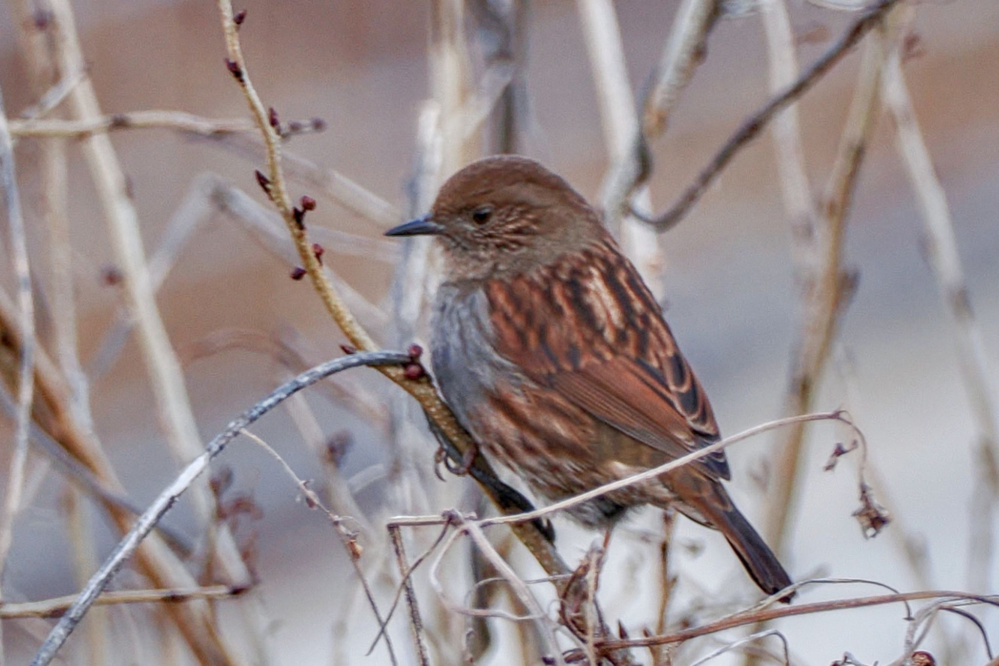 Japanese Accentor