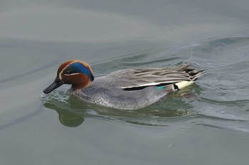 Sat, 3/24/2018 Birding report at 多摩川二ヶ領宿河原堰