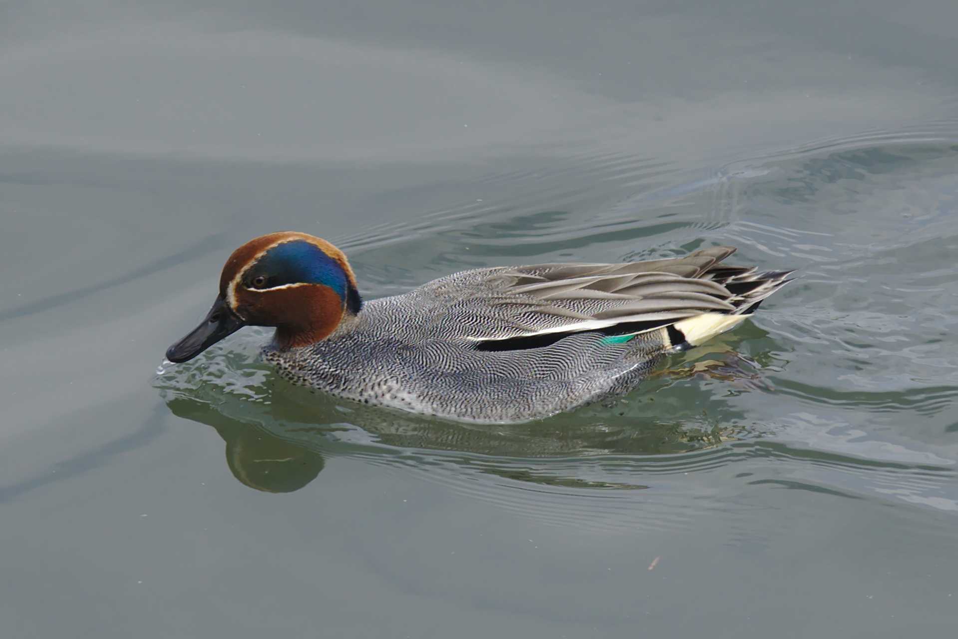 Photo of Eurasian Teal at 多摩川二ヶ領宿河原堰 by さすらう葦