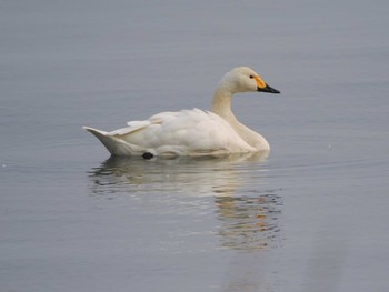 コハクチョウ 新旭水鳥観察センター 2023年1月7日(土)