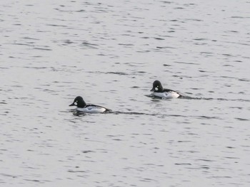 2023年1月7日(土) 新旭水鳥観察センターの野鳥観察記録