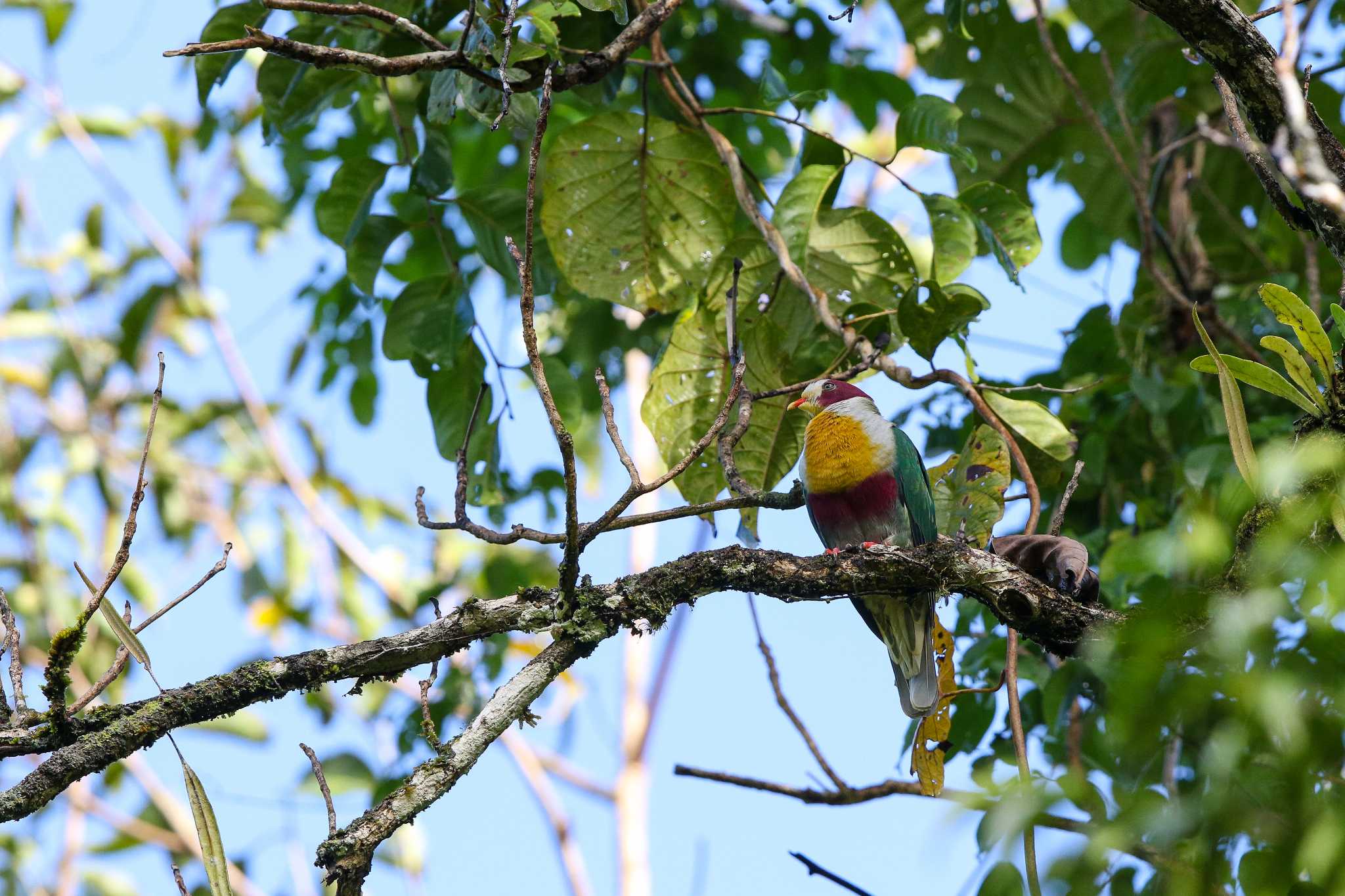 Yellow-breasted Fruit Dove