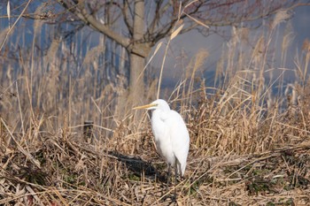 2023年1月7日(土) 市川北方の野鳥観察記録