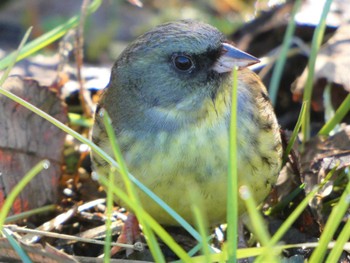 Masked Bunting Kitamoto Nature Observation Park Sun, 1/1/2023