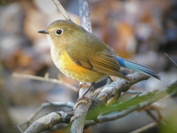Red-flanked Bluetail Kitamoto Nature Observation Park Sun, 1/1/2023