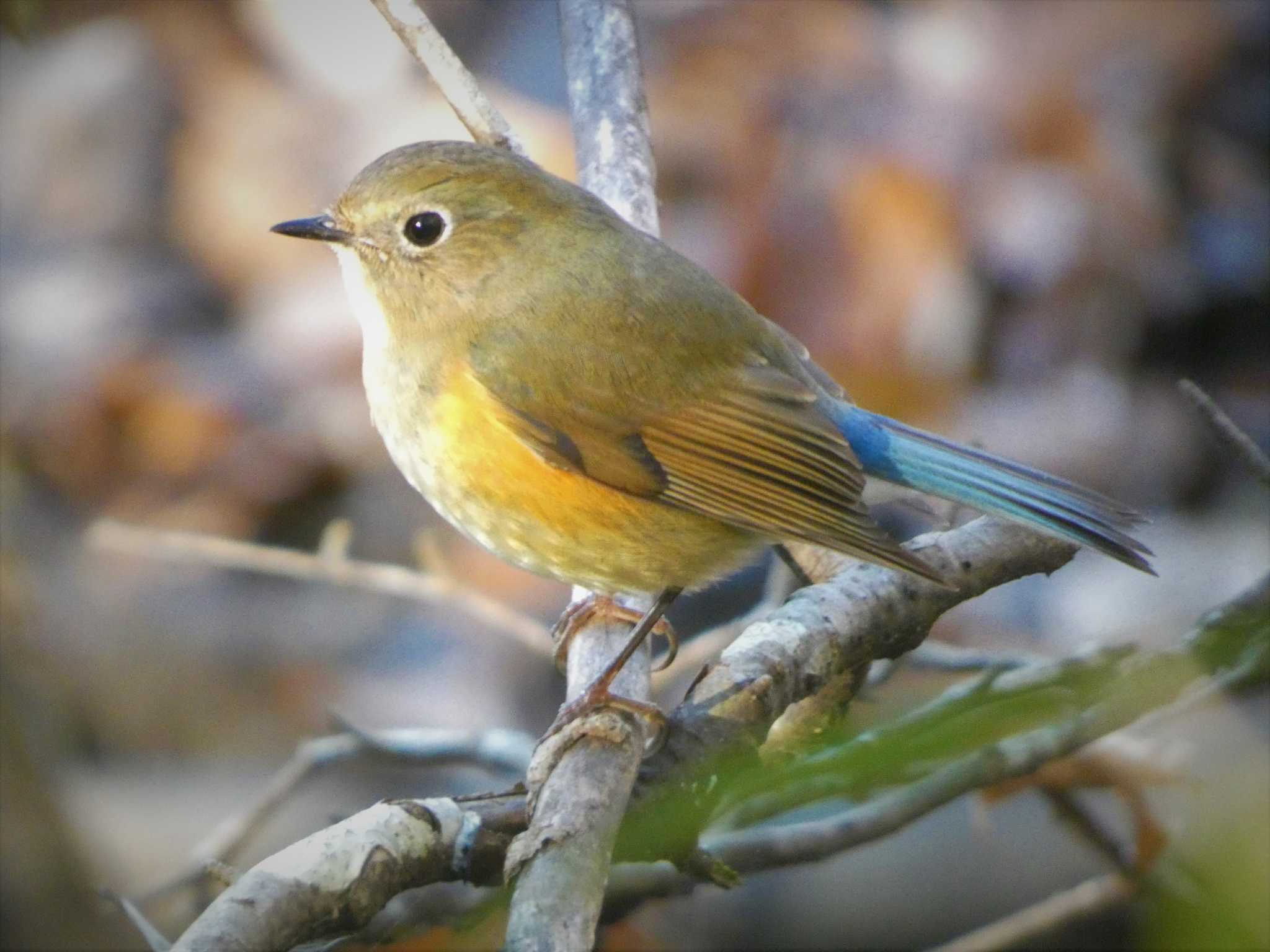 北本自然観察公園 ルリビタキの写真 by このはずく