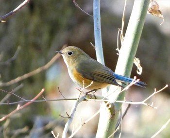 Red-flanked Bluetail Kitamoto Nature Observation Park Sun, 1/1/2023