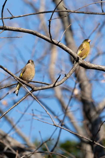 2023年1月7日(土) 東京港野鳥公園の野鳥観察記録