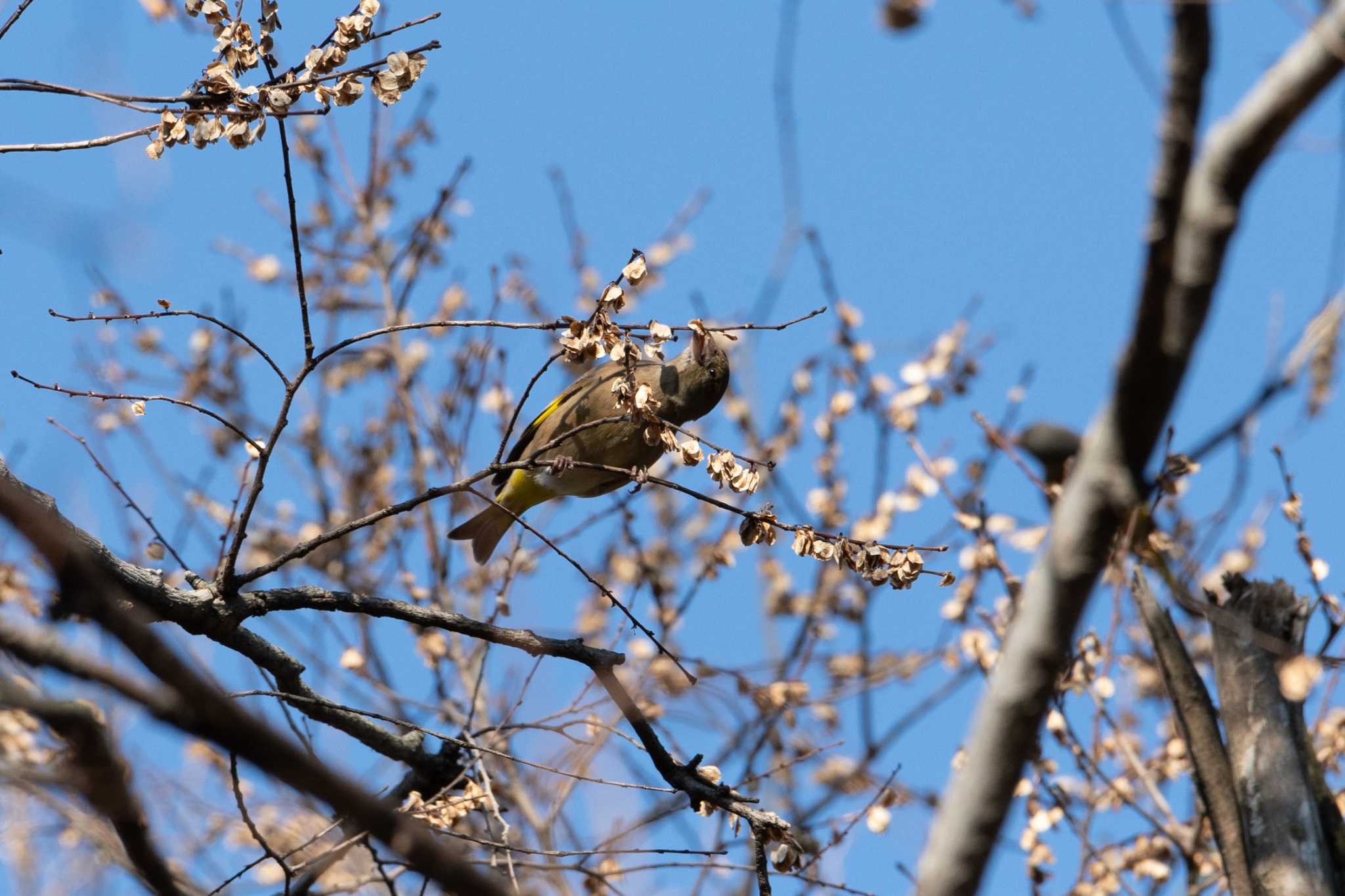 Photo of Grey-capped Greenfinch at Tokyo Port Wild Bird Park by はるかず11339