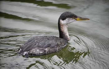 アカエリカイツブリ 千里南公園 2023年1月7日(土)