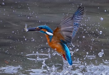 Common Kingfisher 千里南公園 Sat, 1/7/2023