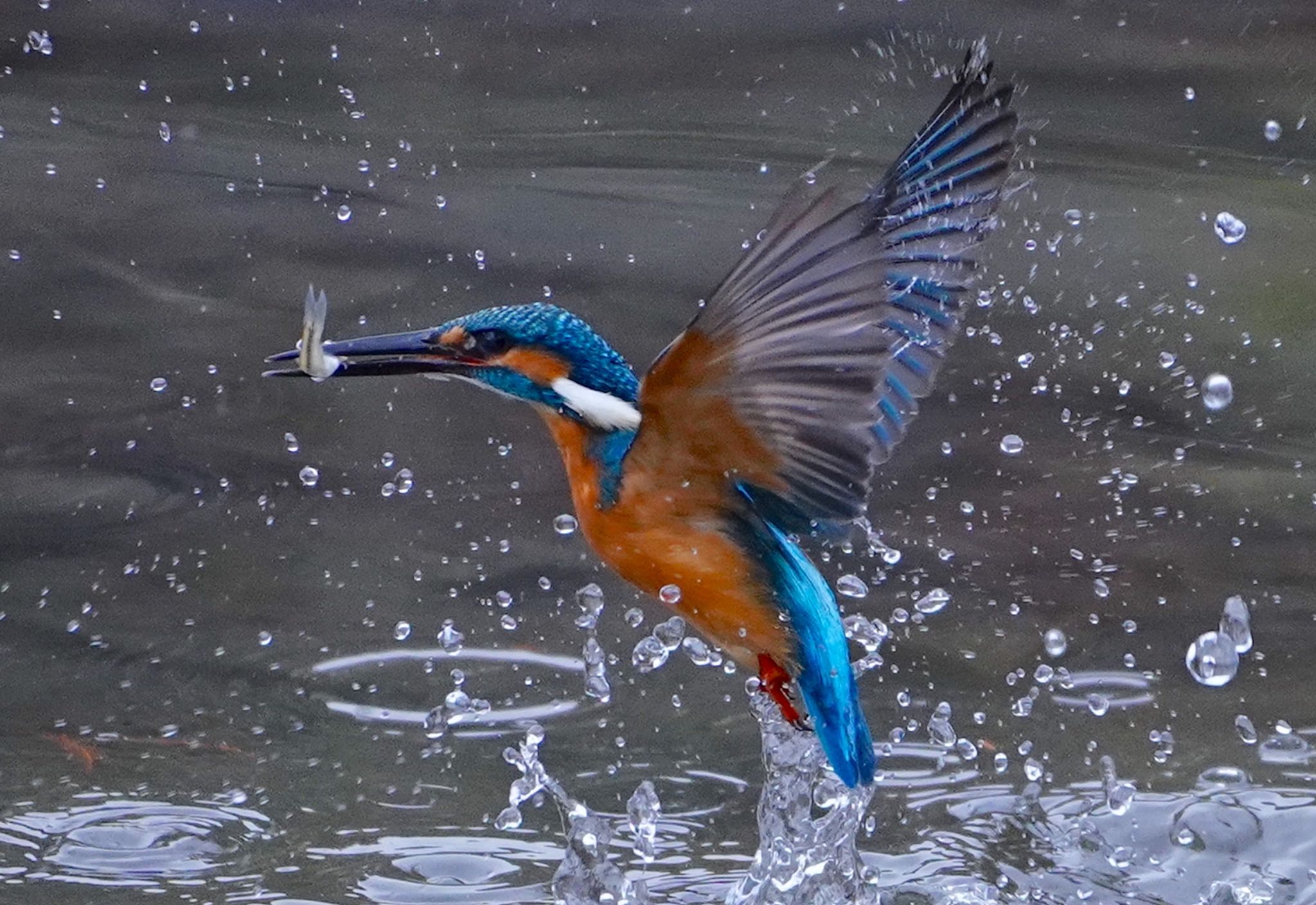 Photo of Common Kingfisher at 千里南公園 by アルキュオン