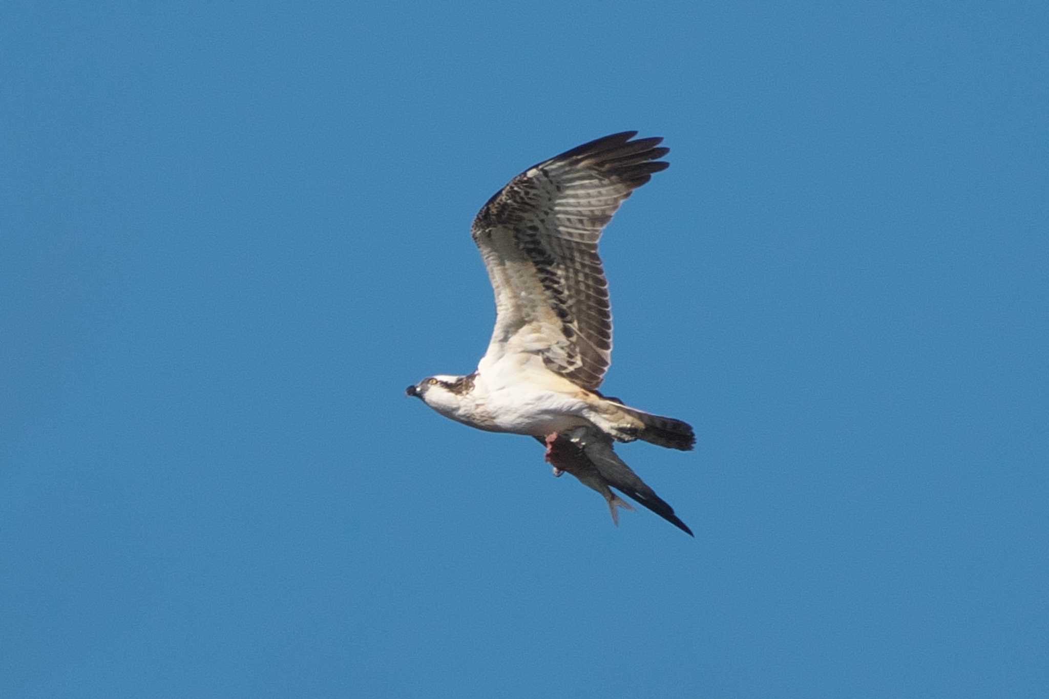 Photo of Osprey at 池子の森自然公園 by Y. Watanabe