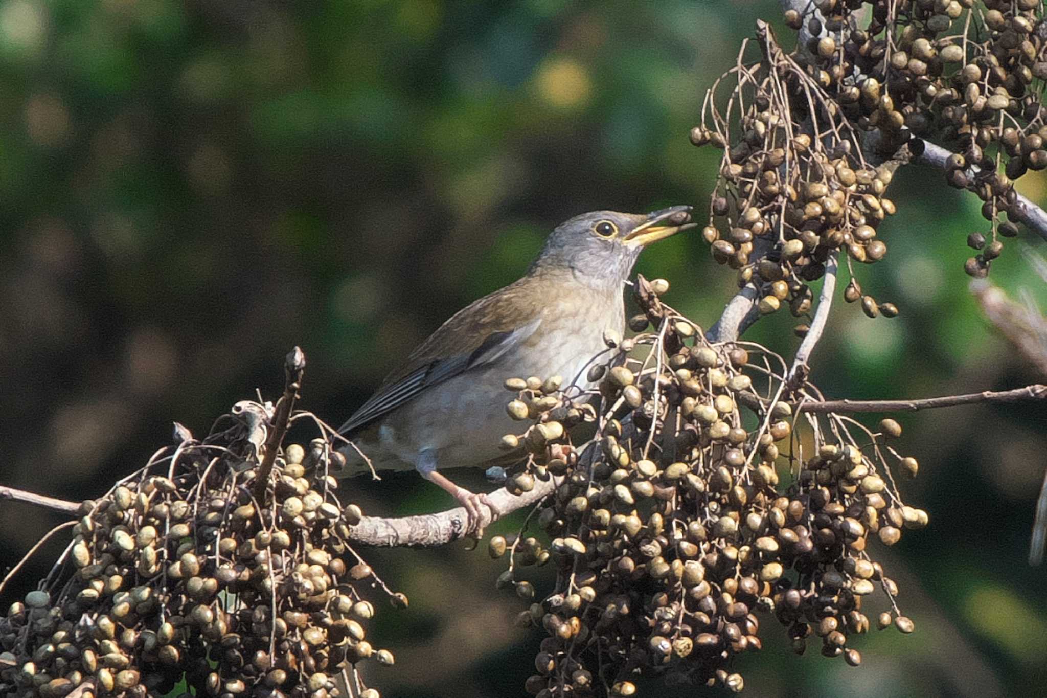 Photo of Pale Thrush at 池子の森自然公園 by Y. Watanabe