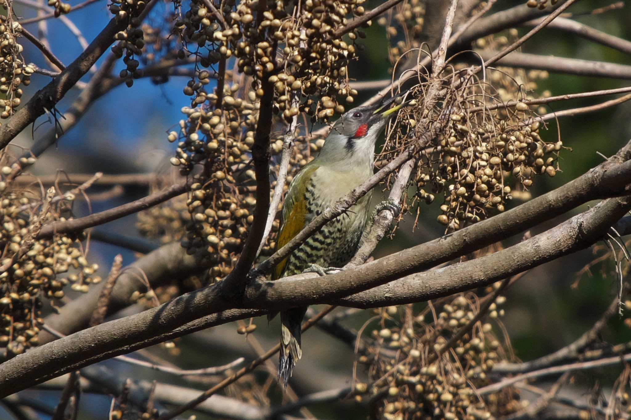 Photo of Japanese Green Woodpecker at 池子の森自然公園 by Y. Watanabe