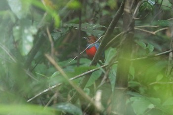 アカハラヤイロチョウ ミンダナオ島 2018年3月18日(日)