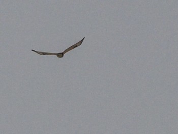 Eastern Buzzard 星観緑地(札幌市手稲区) Sat, 1/7/2023