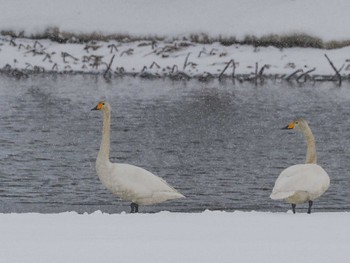 2023年1月7日(土) 石狩 茨戸川の野鳥観察記録