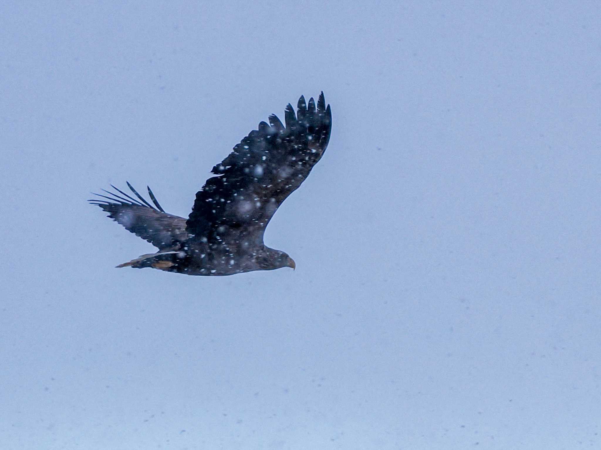 White-tailed Eagle