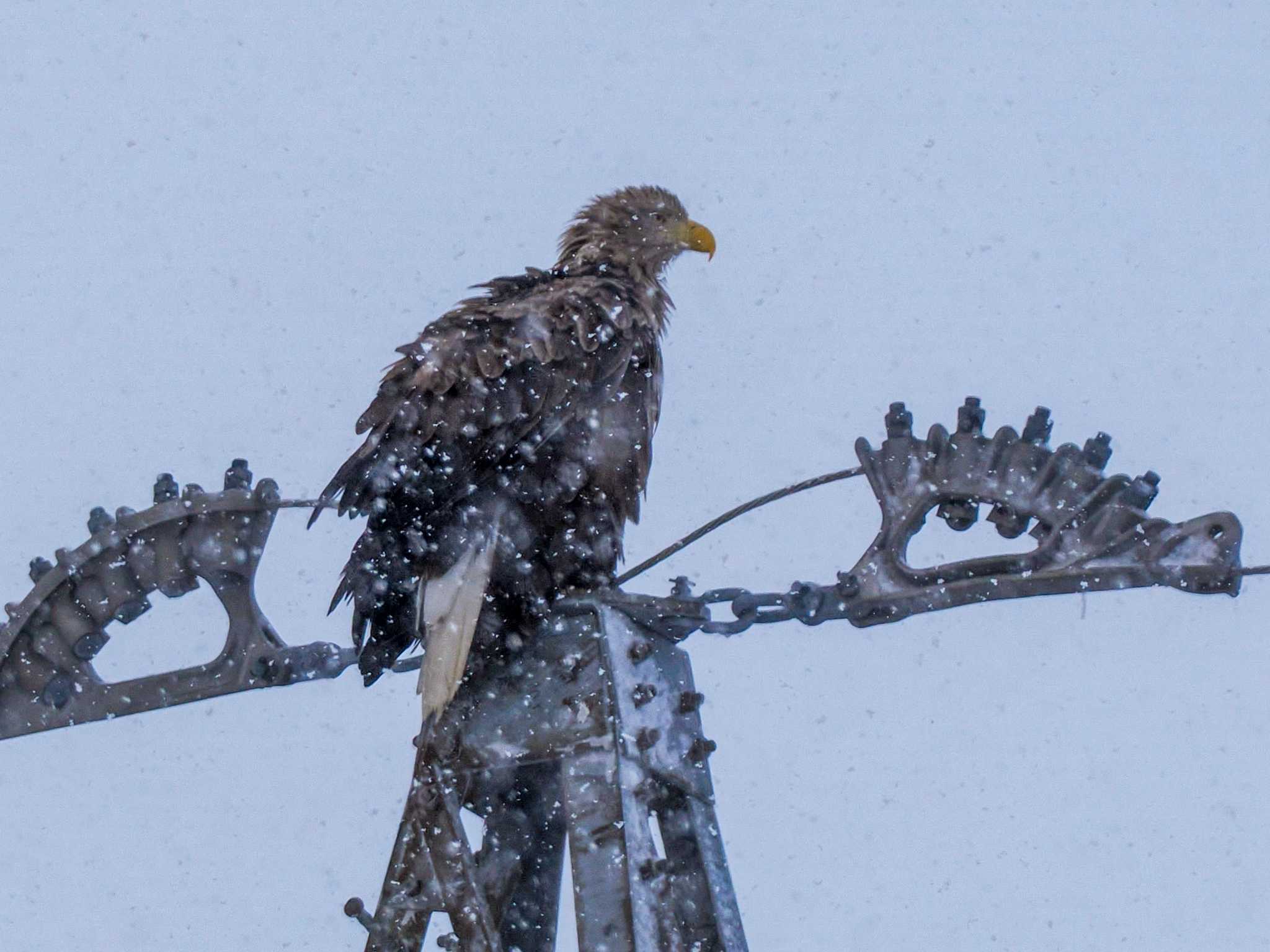 White-tailed Eagle