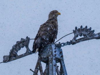 White-tailed Eagle 東屯田川遊水地 Sat, 1/7/2023