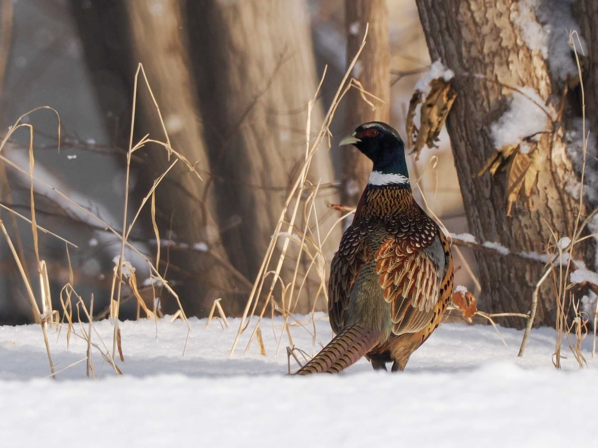 Photo of Common Pheasant at 星観緑地(札幌市手稲区) by 98_Ark (98ｱｰｸ)