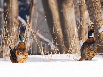 2023年1月7日(土) 星観緑地(札幌市手稲区)の野鳥観察記録