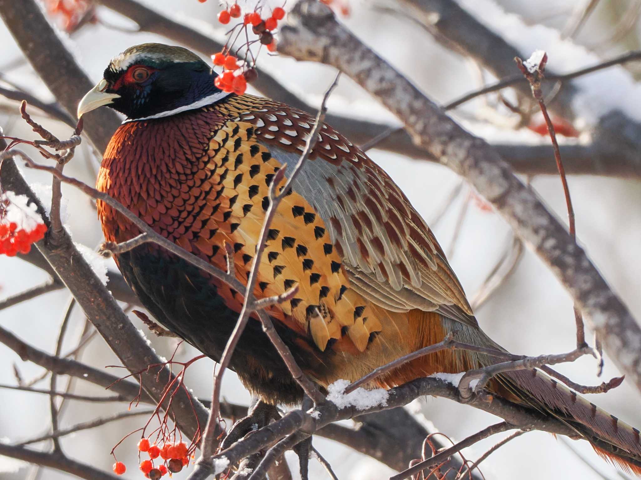 Photo of Common Pheasant at 星観緑地(札幌市手稲区) by 98_Ark (98ｱｰｸ)