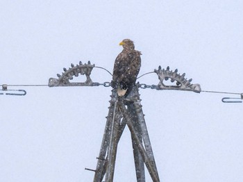 White-tailed Eagle 東屯田川遊水地 Sat, 1/7/2023