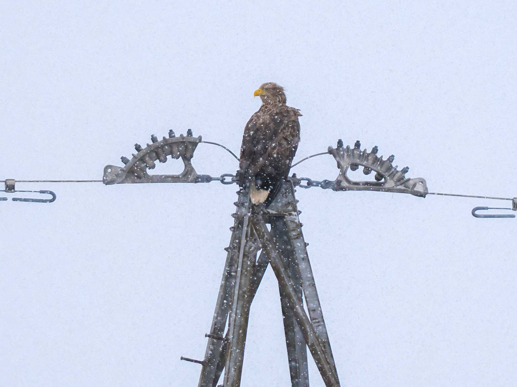 White-tailed Eagle